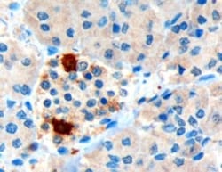 Pancreatic Polypeptide/PP Antibody, Novus Biologicals 25 &mu;g, Unconjugated:Antibodies,